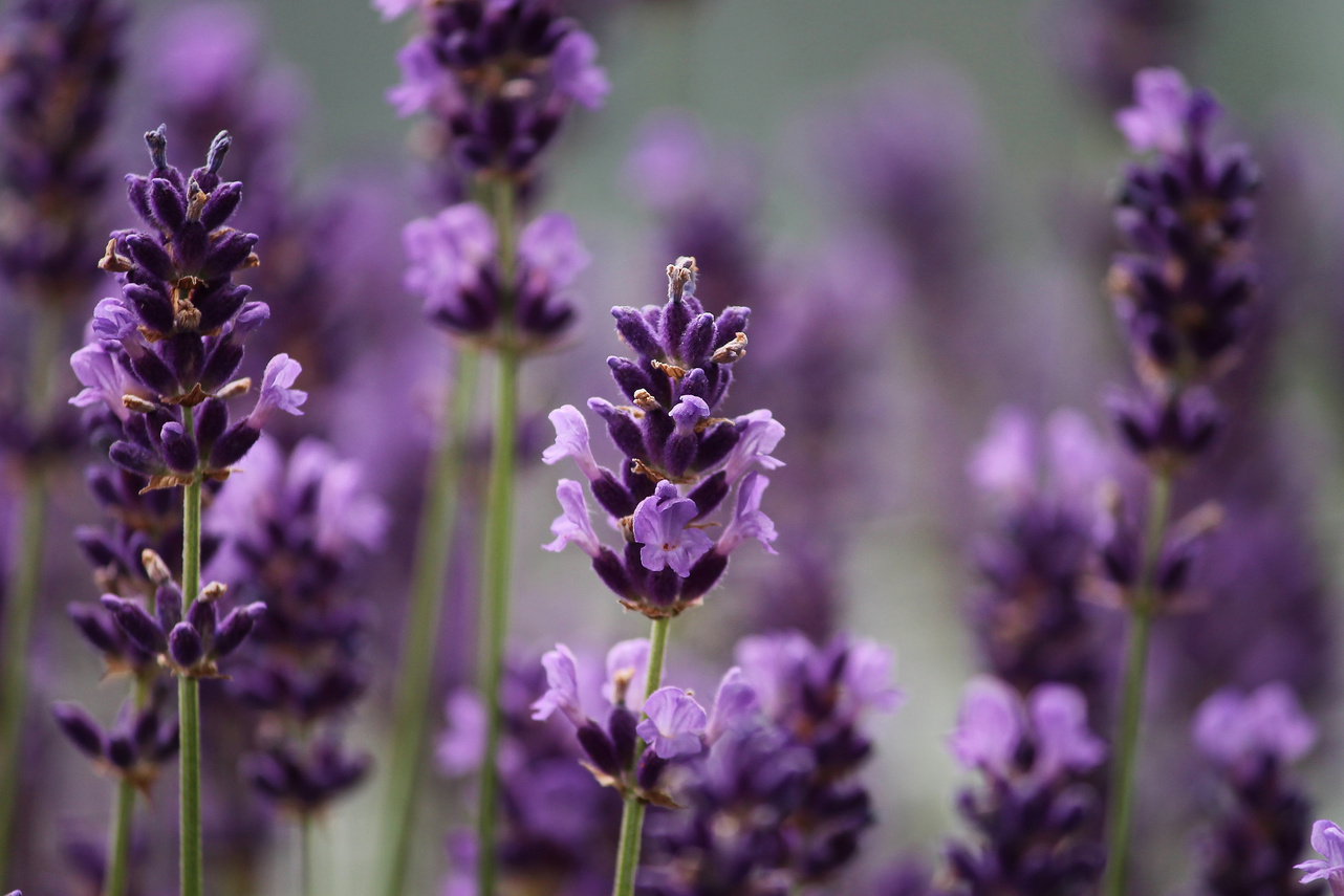 Lavender Flowers in the Field